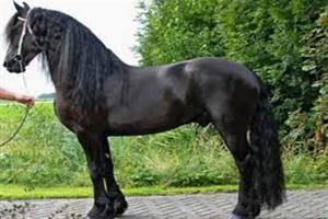 Fryzyjczyk to elegancki koń holenderski.