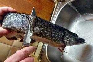 Kako odirati ščuko in razrezati ribo