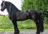 Friesian یک اسب هلندی زیبا است.