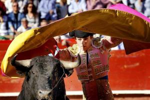 Испанская коррида и шоу боев быков в других странах