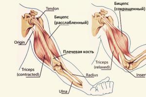Arm exercises for women - biceps and triceps program