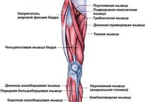 Effective Exercises for the Outside Thigh Muscles