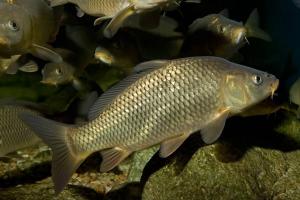 Шаранска риба: описание, сортове, хранителни характеристики. Описание на шаранова риба