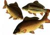 What types of fish are suitable for breeding in artificial reservoirs