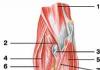 Grupa musculară anterioară a antebrațului