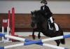 Free show jumping and dressage lessons