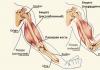 تمرینات بازو برای بانوان – برنامه عضله دوسر و سه سر بازو
