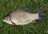 Зургадугаар сард crucian carp загас барих: улирлын чанартай зуршил, хэрэгсэл сонгох зөвлөмж